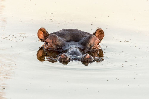 African Hippo Poster Print - Richard Silver - Item # VARPDX86125