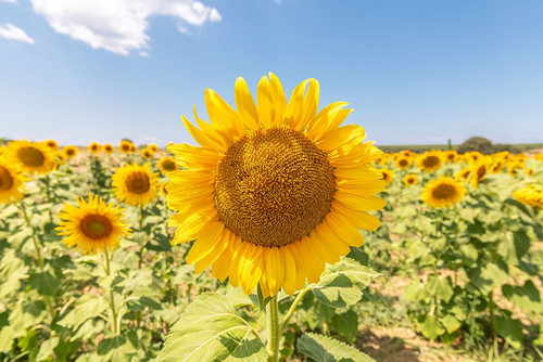 Sunflowers I Poster Print - Richard Silver