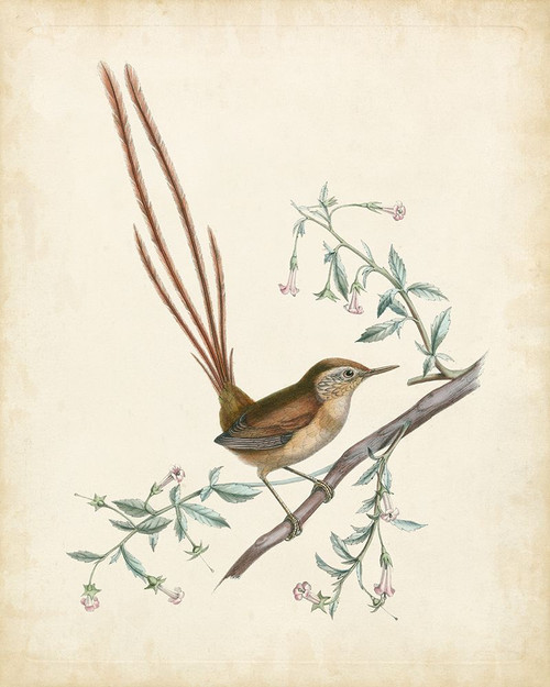 Delicate Birds I Poster Print - Unknown