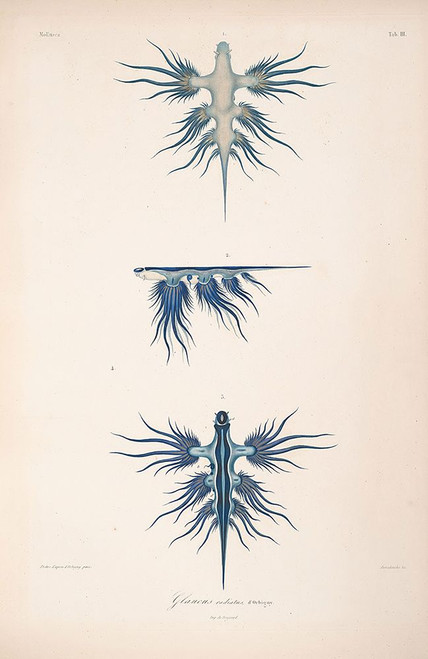 Starfish Illustration Poster Print - Unknown