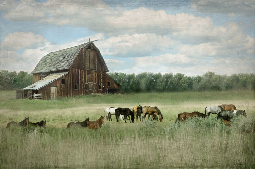 Serenity Pasture Poster Print - Rhonda Addison - Item # VARPDX49554
