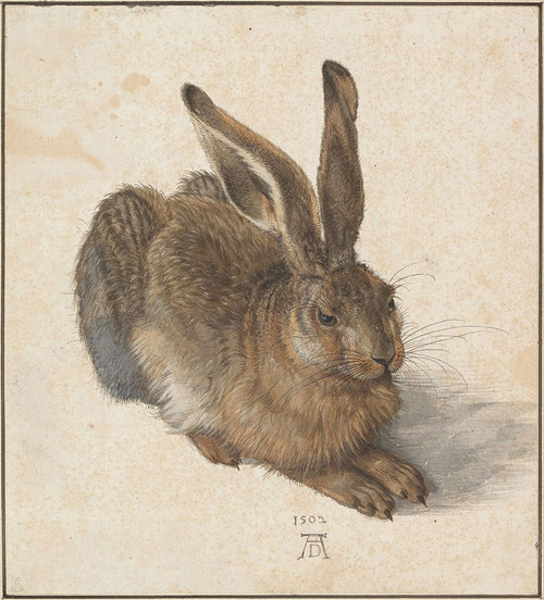 Hare by Albrecht Du‚ï†√™rer Poster Print - Albrecht Durer