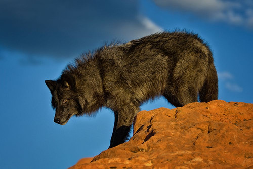 On The Prowl Poster Print - Lisa Dearing