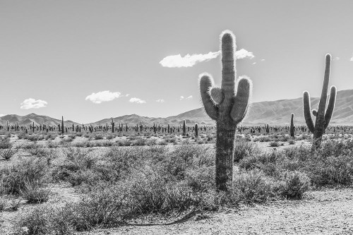 Cactus Argentina I Poster Print - Richard Silver - Item # VARPDX86177