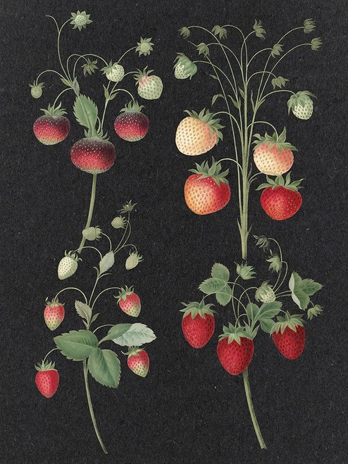 Wild Strawberries Poster Print - Apple Portfolio Wild - Item # VARPDX88336