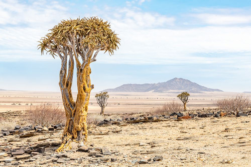 Namibia Trees Poster Print - Richard Silver