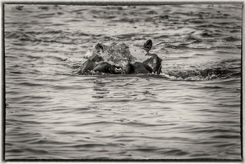 Hippos Eyes Poster Print - Richard Silver - Item # VARPDX86168