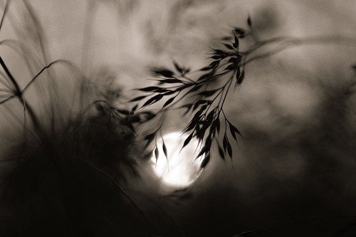 Moonlight Sonata Poster Print - Vedrana Domazet - Item # VARPDX2605067