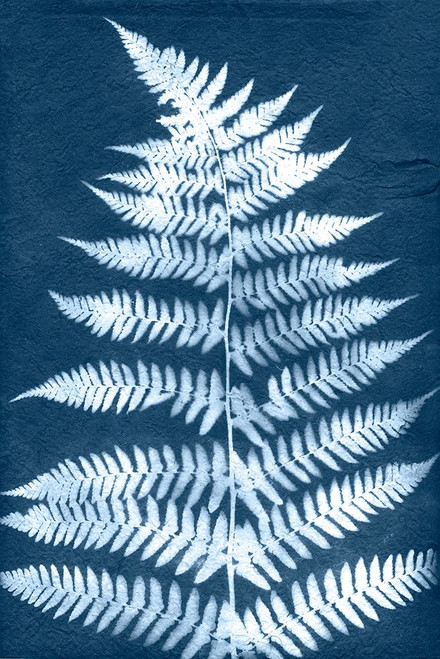 Cyanotype Fern Leaf III Poster Print - Jason Johnson - Item # VARPDX210167FN