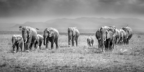 Magical Amboseli Poster Print - Jeffrey C. Sink - Item # VARPDX2603599