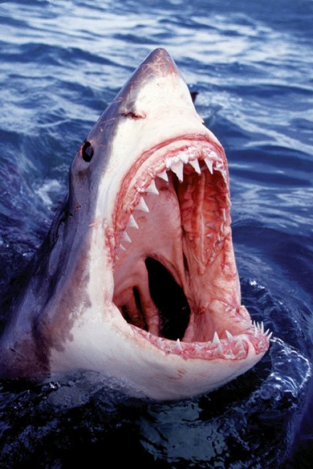 Great White Shark Poster Poster Print - Item # VARPYRPP32497