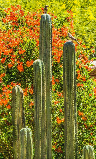 Tucson Botanical Gardens-Tucson-Arizona. Poster Print - William Perry (15 x 24)
