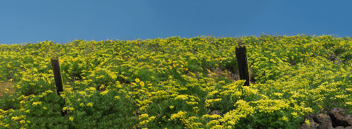 USA-Washington State Panorama of fence line and wildflowers Poster Print - Terry Eggers # VARPDXUS48TEG1947