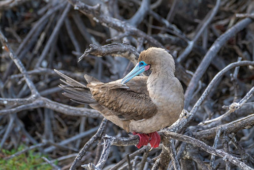 Ecuador-Galapagos National Park-Genovesa Island. Red-footed booby in tree. Poster Print - Gallery Jaynes (36 x 24)