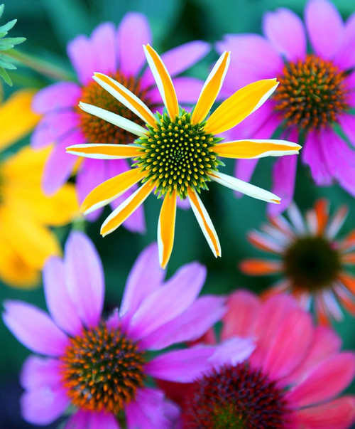 Colorful Bouquet II Poster Print - Tammy Putman (12 x 14)