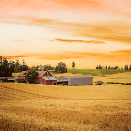 Red Barn in the Wheat Poster Print - Don Schwartz (24 x 24)