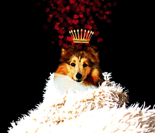 Royal Love Pup - Sheltie Poster Print - Tina Lavoie (28 x 24)