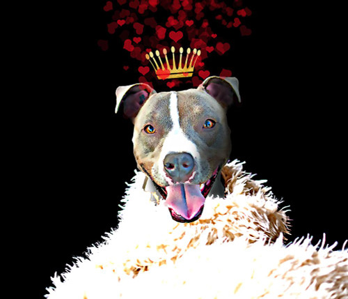 Royal Love Pup - Pit Bull Terrier Poster Print - Tina Lavoie (28 x 24)