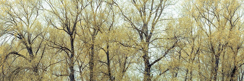 Trees in forest full frame Poster Print - Assaf Frank (36 x 12)