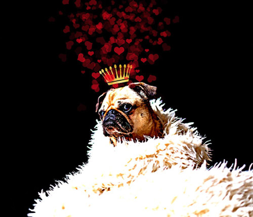 Royal Love Pup - Pug Poster Print - Tina Lavoie (28 x 24)