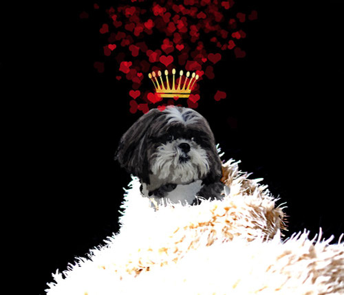Royal Love Pup - Shi Tzu Poster Print - Tina Lavoie (28 x 24)