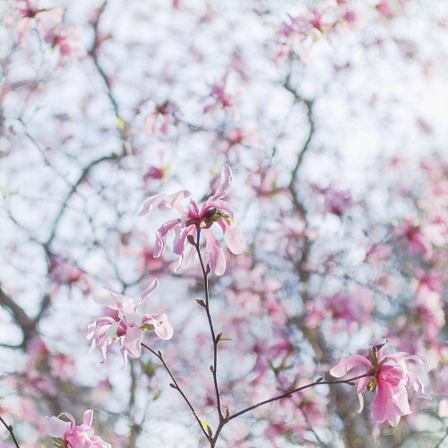 Magnolia Tree Poster Print - Judy Stalus # VARPDX82225