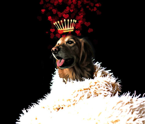 Royal Love Pup - Golden Retriever Poster Print - Tina Lavoie (12 x 10)