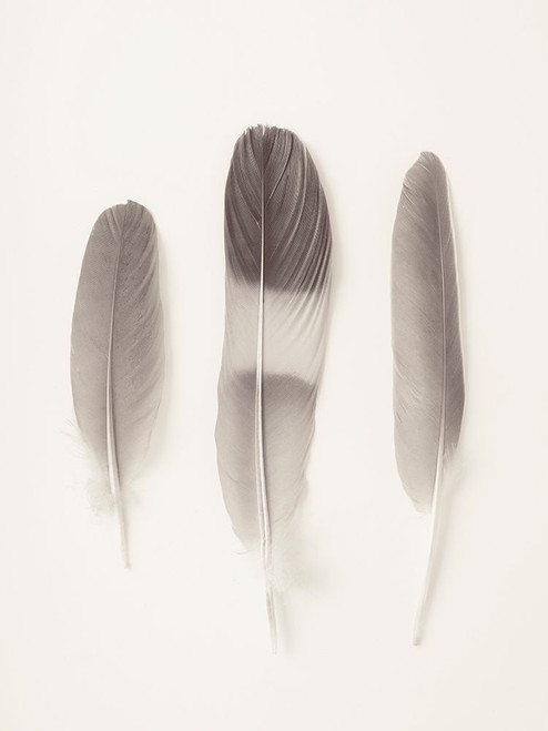 Three feathers on white background Poster Print - Assaf Frank (24 x 32)