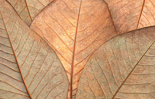 Fallen Leaves Poster Print - Don Schwartz (24 x 15)