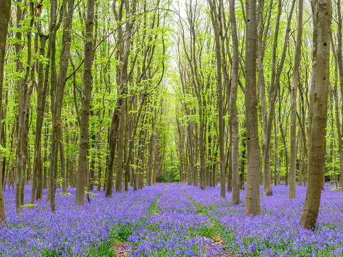 Bluebell wood path Poster Print - Assaf Frank (32 x 24)