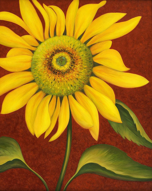 Sunflower Poster Print - John Zaccheo (24 x 30)