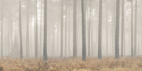 Misty Forest Poster Print - Assaf Frank (24 x 12)