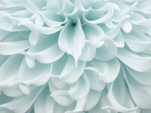 Dahlia close-up Poster Print - Assaf Frank (32 x 24)
