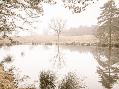 Misty trees around a lake Poster Print - Assaf Frank (24 x 18)