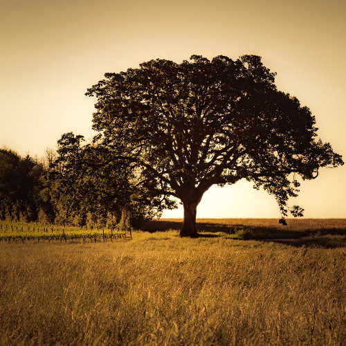 Majestic Poster Print - Don Schwartz (12 x 12)