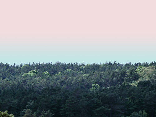 Tree tops at dusk Poster Print - Assaf Frank (24 x 18)