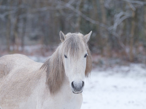 Horse in snowy forest Poster Print - Assaf Frank (24 x 18)