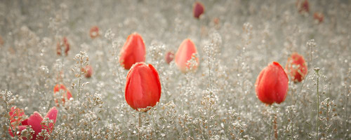 Dancing Tulips II Poster Print - Don Schwartz (24 x 9)