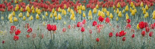 Dancing Tulips I Poster Print - Don Schwartz (24 x 8)
