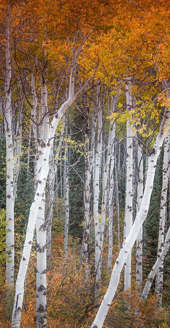 Slender Aspens Poster Print - Don Schwartz (12 x 24)