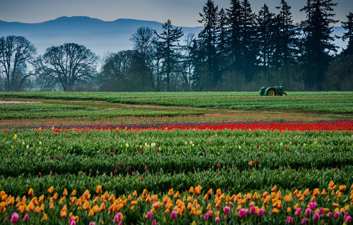 Tractor in the Field of Tulips Poster Print - Don Schwartz (36 x 32)