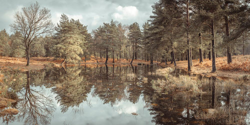Trees by a lake Poster Print - Assaf Frank (36 x 18)