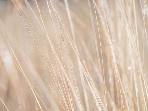 Reeds Poster Print - Assaf Frank (32 x 24)