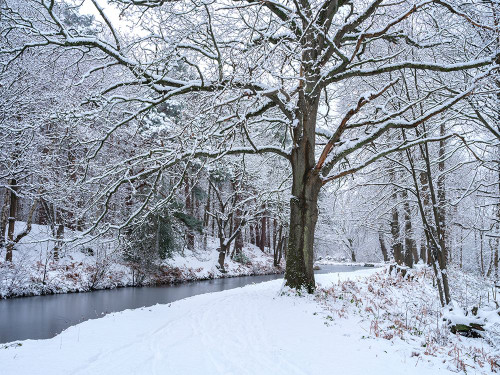 Snowy canal through forest Poster Print - Assaf Frank (24 x 18)