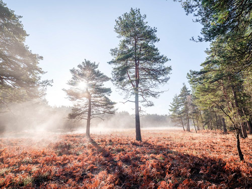 Sun trough trees Poster Print - Assaf Frank (24 x 18)