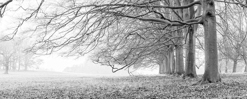 Trees in a row Poster Print - Assaf Frank (36 x 14)
