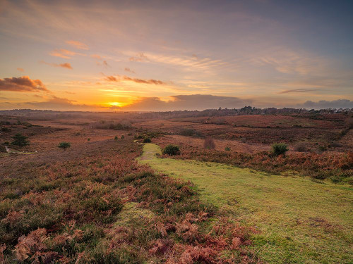 Sunset, New Forest, England Poster Print - Assaf Frank (24 x 18)