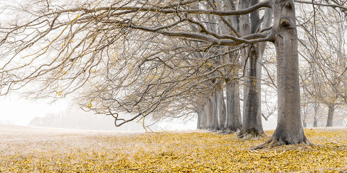 Trees in a row - Yellow Poster Print - Assaf Frank (36 x 18)