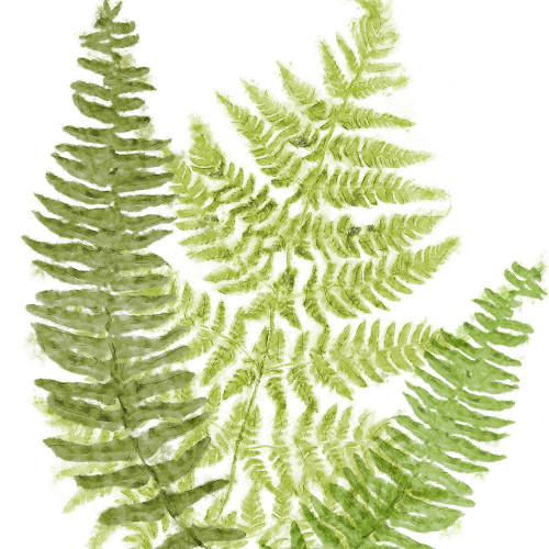 Fresh II Poster Print - Tina Lavoie (24 x 24)