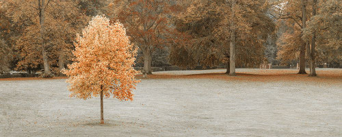 Tree in autumn park Poster Print - Assaf Frank (36 x 14)